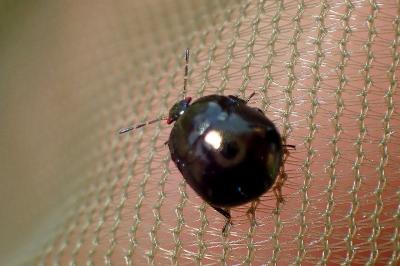 <i>Coptosoma scutellatum</i>