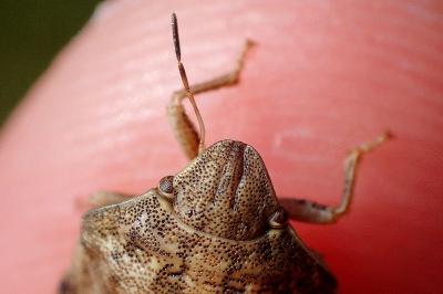 <i>Eurygaster maura</i>
