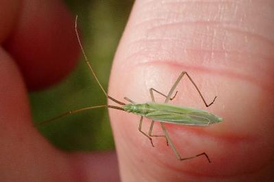 <i>Megaloceroea recticornis</i>
