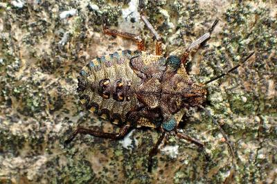 <i>Pentatoma rufipes</i>