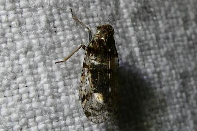 <i>Cixius</i>