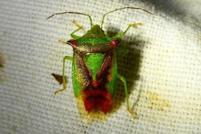 <i>Acanthosoma haemorrhoidale</i>