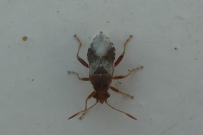 <i>Rhopalus subrufus</i>