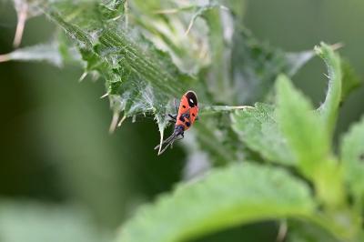 <i>Melanocoryphus albomaculatus</i>