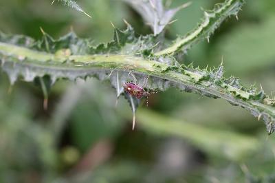 <i>Dolycoris baccarum</i>