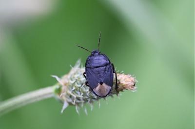 <i>Sehirus</i>