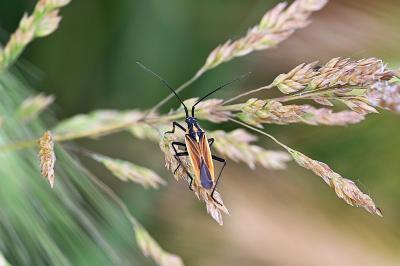<i>Leptopterna dolabrata</i>