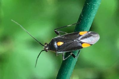 <i>Capsodes flavomarginatus</i>
