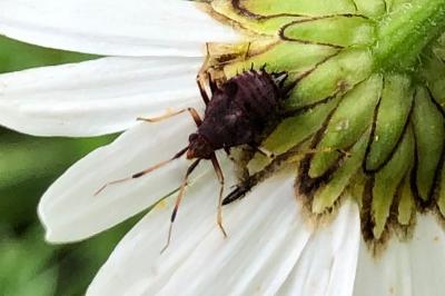 <i>Deraeocoris ruber</i>