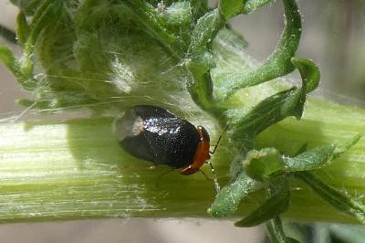 <i>Geocoris erythrocephalus</i>