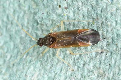 <i>Phylus coryli</i>