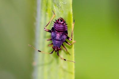 <i>Deraeocoris ruber</i>