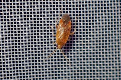 <i>Psallus</i>