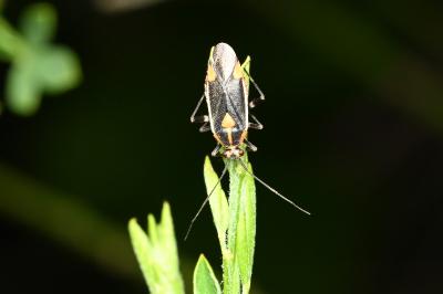 <i>Capsodes flavomarginatus</i>