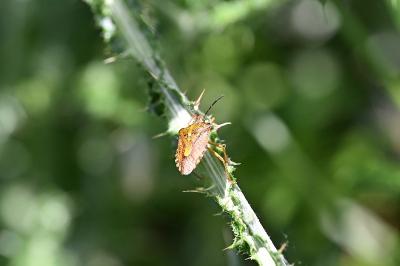 <i>Carpocoris purpureipennis</i>