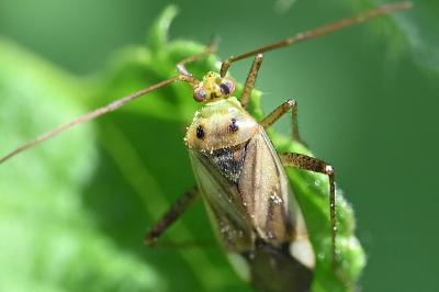 <i>Adelphocoris lineolatus</i>