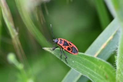<i>Pyrrhocoris apterus</i>