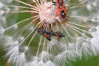 <i>Pterotmetus staphyliniformis</i>