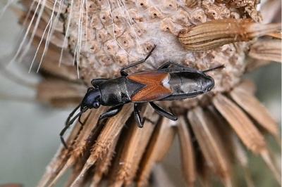 <i>Pterotmetus staphyliniformis</i>