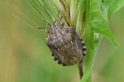 <i>Eurygaster maura</i>