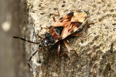 <i>Scolopostethus</i>