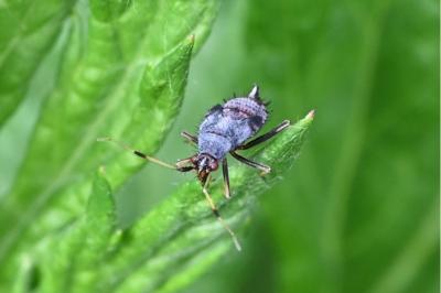 <i>Deraeocoris ruber</i>
