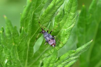 <i>Deraeocoris ruber</i>