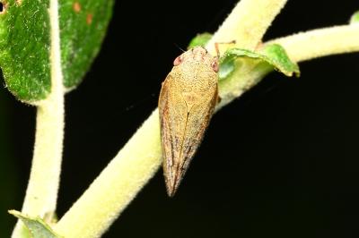 <i>Aphrophora</i>