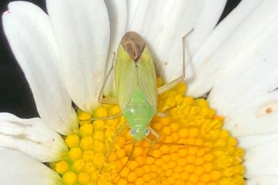 <i>Closterotomus norwegicus</i>