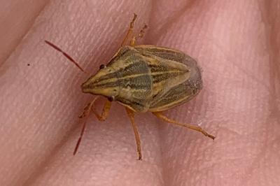 <i>Aelia acuminata</i>