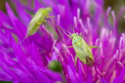 <i>Closterotomus norwegicus</i>