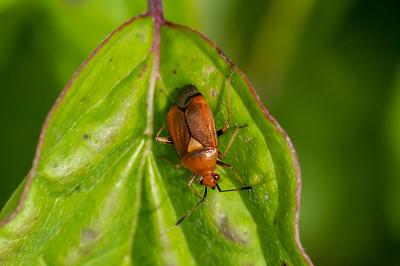 <i>Deraeocoris ruber</i>