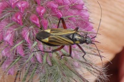 <i>Hadrodemus m-flavum</i>