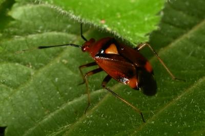 <i>Deraeocoris ruber</i>