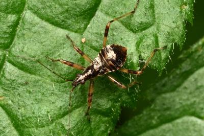 <i>Himacerus apterus</i>