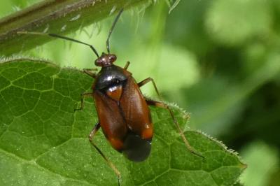 <i>Deraeocoris ruber</i>
