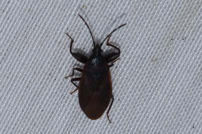 <i>Gastrodes grossipes</i>