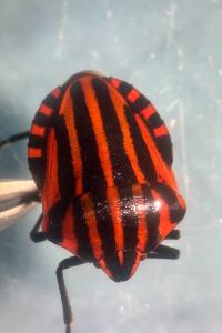 <i>Graphosoma italicum</i>