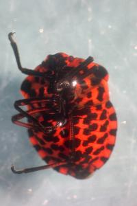 <i>Graphosoma italicum</i>