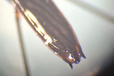<i>Aquarius paludum</i>