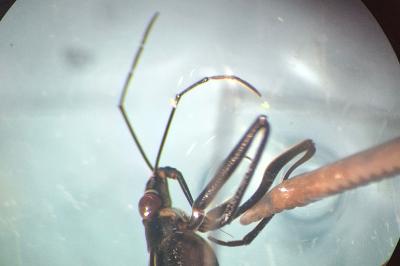 <i>Aquarius paludum</i>
