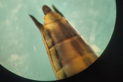 <i>Aquarius paludum</i>