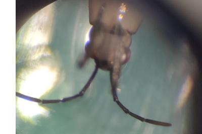 <i>Aquarius paludum</i>