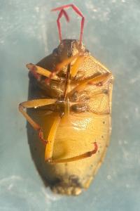 <i>Piezodorus lituratus</i>