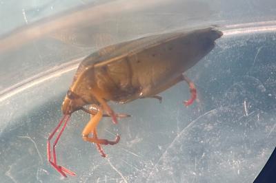 <i>Piezodorus lituratus</i>