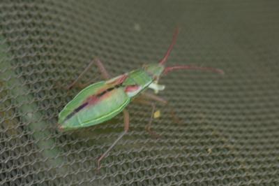 <i>Myrmus miriformis</i>