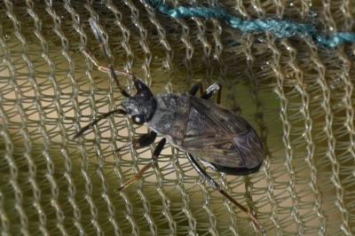 <i>Peritrechus gracilicornis</i>