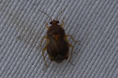 <i>Deraeocoris lutescens</i>