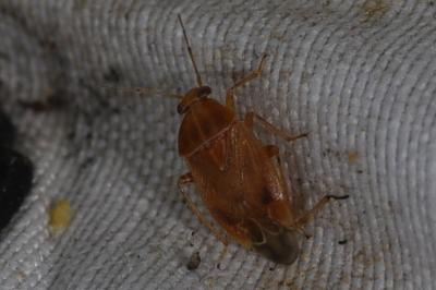 <i>Agnocoris</i>