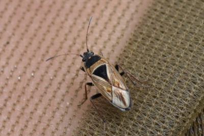 <i>Xanthochilus quadratus</i>